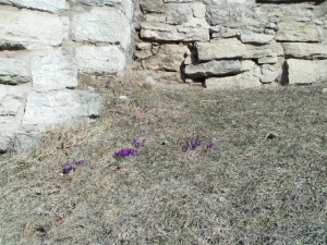Evidence of spring