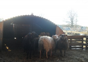 The young ewes