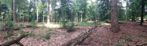 A panorama of a woodland section of the park. 