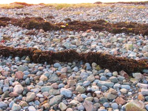 Rocks and Seaweed