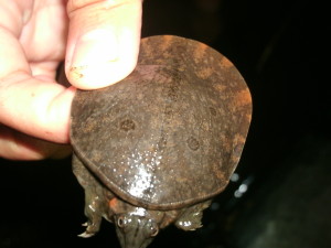Malaysian Soft Shell Turtle
