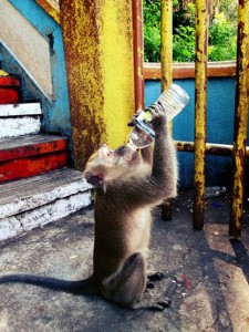 monkey water bottle